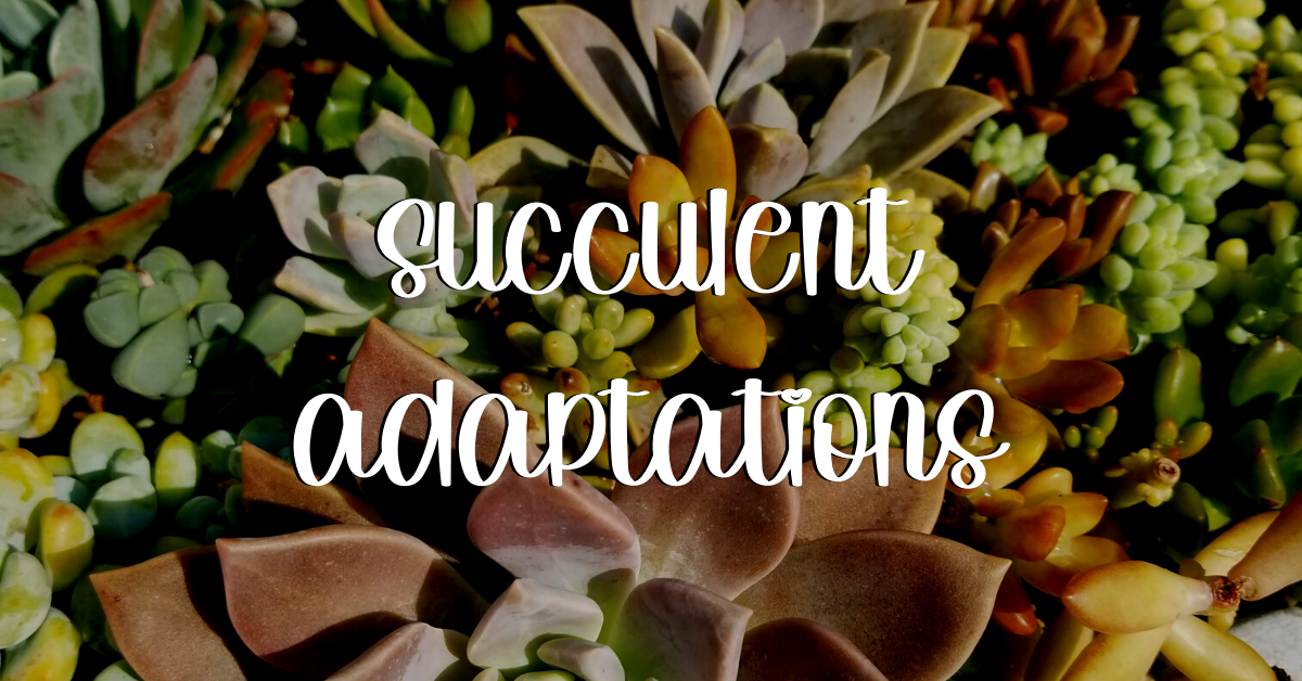 Succulent adaptations