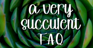 Succulent frequently asked questions