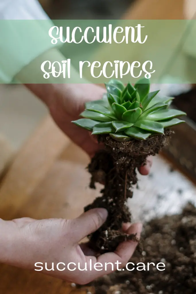 Succulent soil gritty amendments succulent soil
