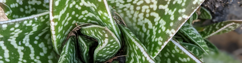These plants have developed unique strategies to thrive in some of the harshest conditions on earth succulent adaptation