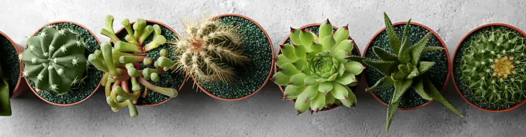 Use a rooting hormone repotting succulents,transplant shock