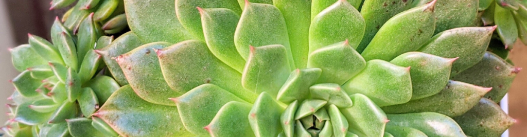 Water the soil deeply to ensure that it is thoroughly moistened misting succulents