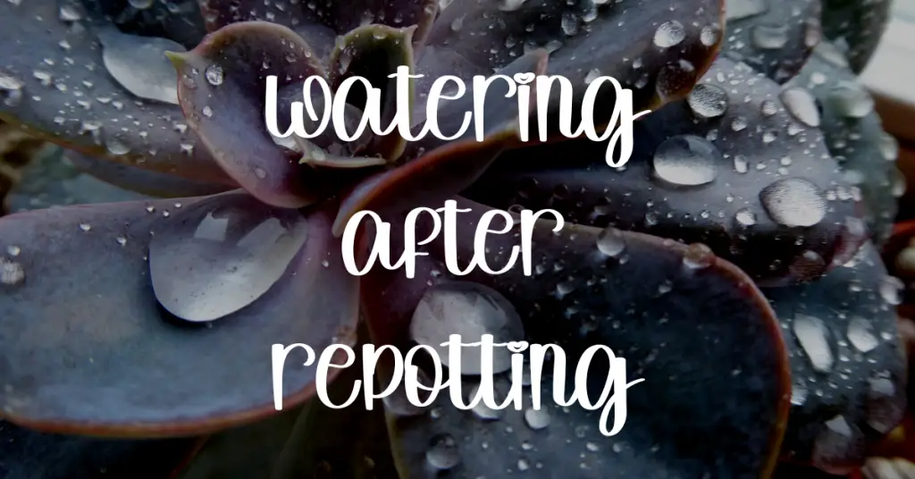 Watering after repotting