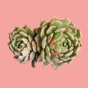 What are some succulent plants 1