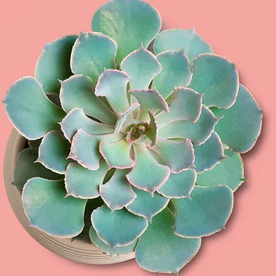 What are succulents used for 1 common succulent problems