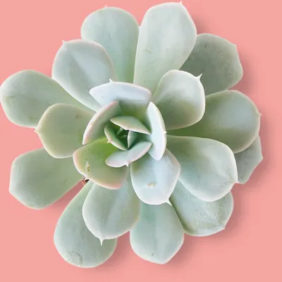What are the hardiest succulents 1 common succulent problems