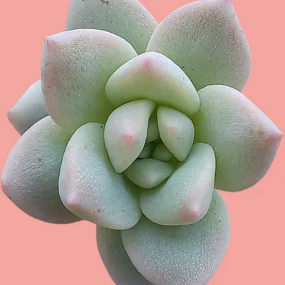 What can i plant with succulents 1 common succulent problems