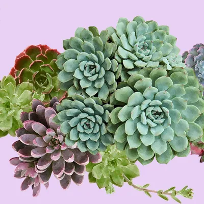 What does a healthy succulent look like common succulent problems