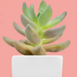 What does a succulent need to survive