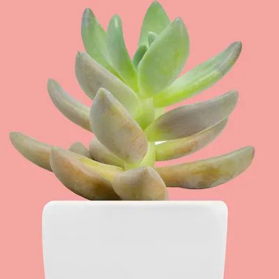What does a succulent need to survive common succulent problems