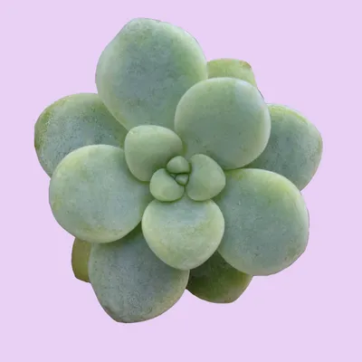 What is the best way to water a plant common succulent problems