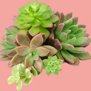 What is the best way to water succulents