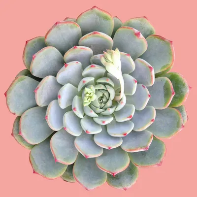 Succulent myth succulentc can survive in any type of soil