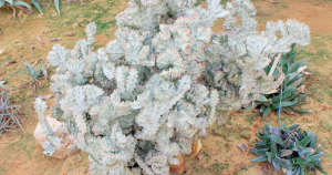 White ghost cactus propagation