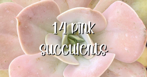 14 pink succulents for valentines day