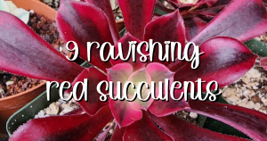9 ravishing red succulents