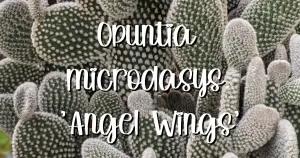 Opuntia microdasys angel wings