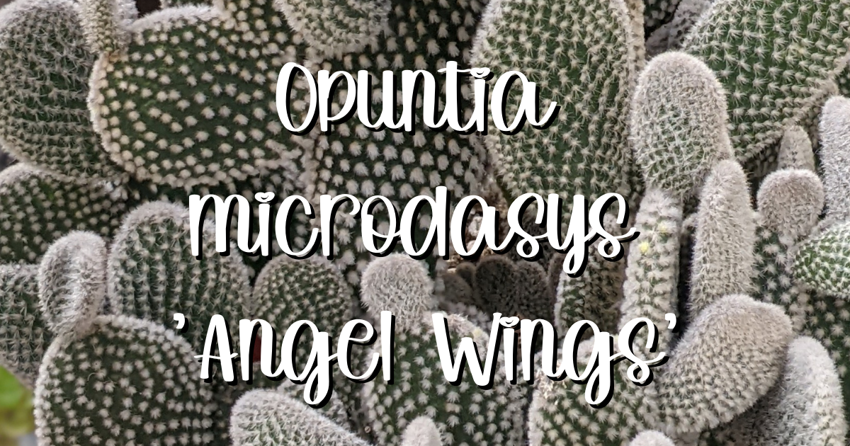 Opuntia microdasys angel wings succulent