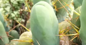 Trichocereus bridgesii monstrose penis cactus