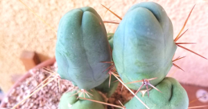 Trichocereus bridgesii monstrose penis cactus care