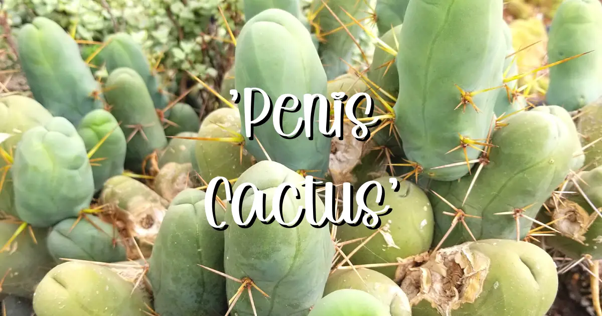 Trichocereus bridgesii monstrose penis cactus feature succulent