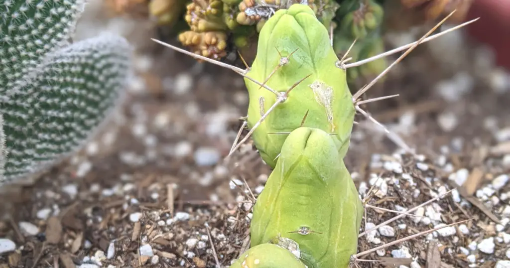 Trichocereus bridgesii monstrose penis cactus light penis cactus