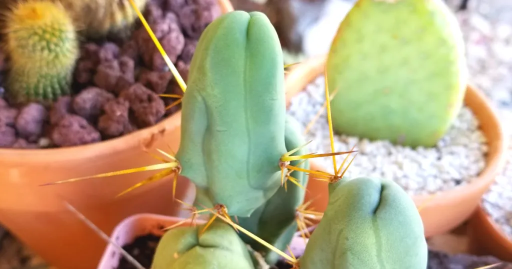 Trichocereus bridgesii monstrose penis cactus propagation penis cactus