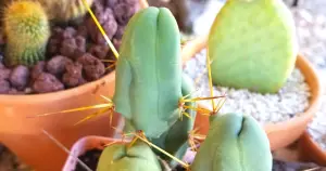 Trichocereus bridgesii monstrose penis cactus propagation