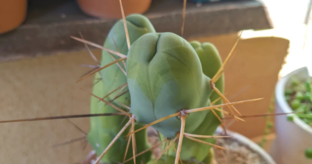 Trichocereus bridgesii monstrose penis cactus watering penis cactus