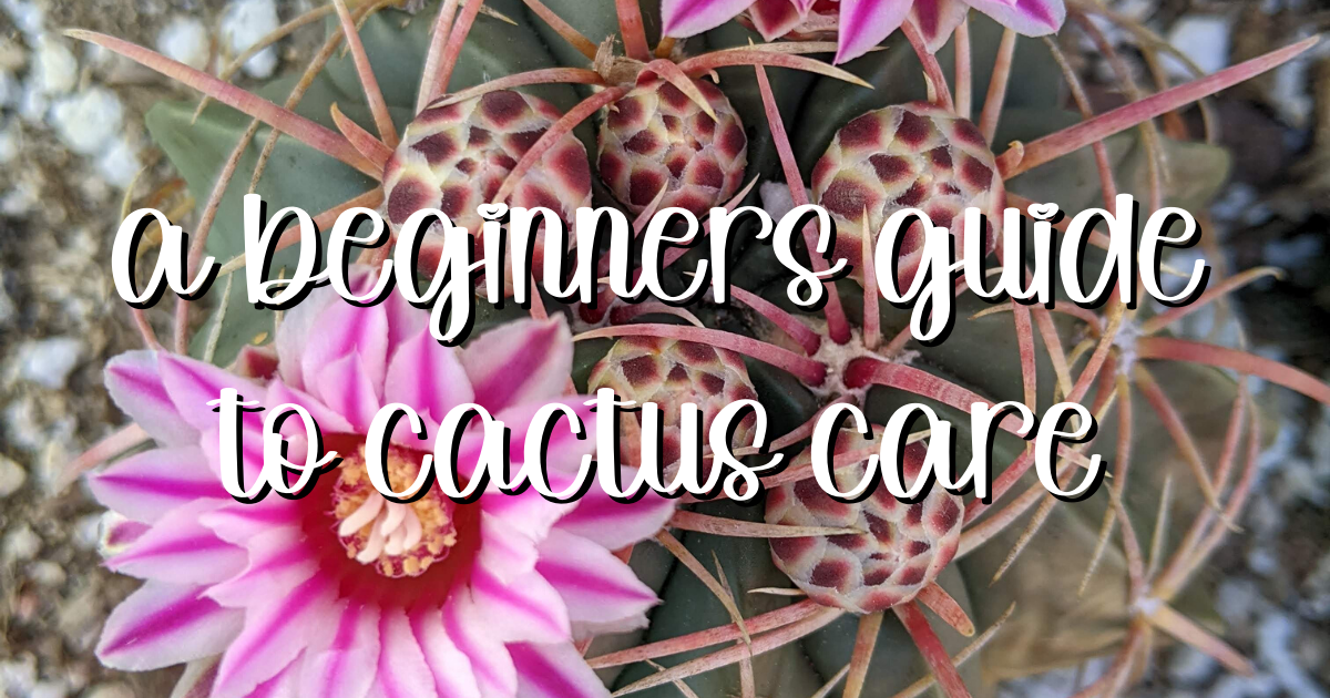 A beginners guide to cactus care cactus