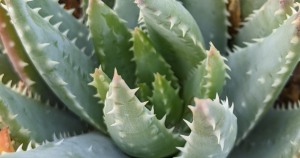 Aloe brevifolia succulent care diseases