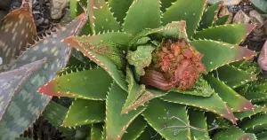 Aloe mites