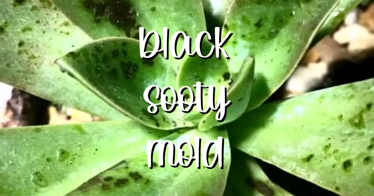 Black sooty mold on succulents succulent