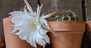 Bloom domino cactus echinopsis subdenudata
