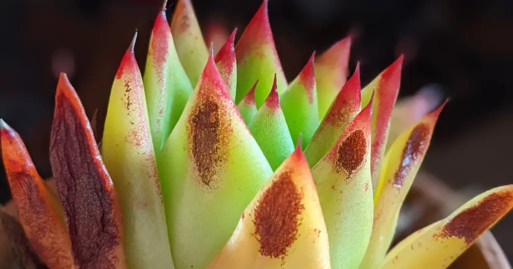 Brown spots on leaves of echeveria agavoides agavoides