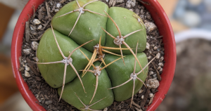 Cactus root depth varies depending on the substrate