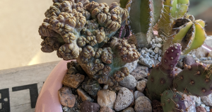 Cactus roots absorb and store water