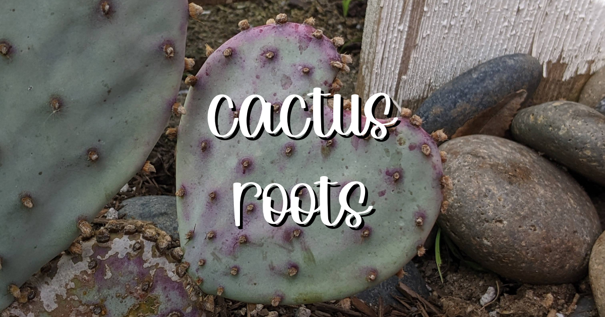 Cactus roots feature succulent