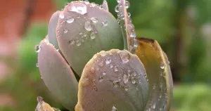 Can succulent survive after a lot of rain