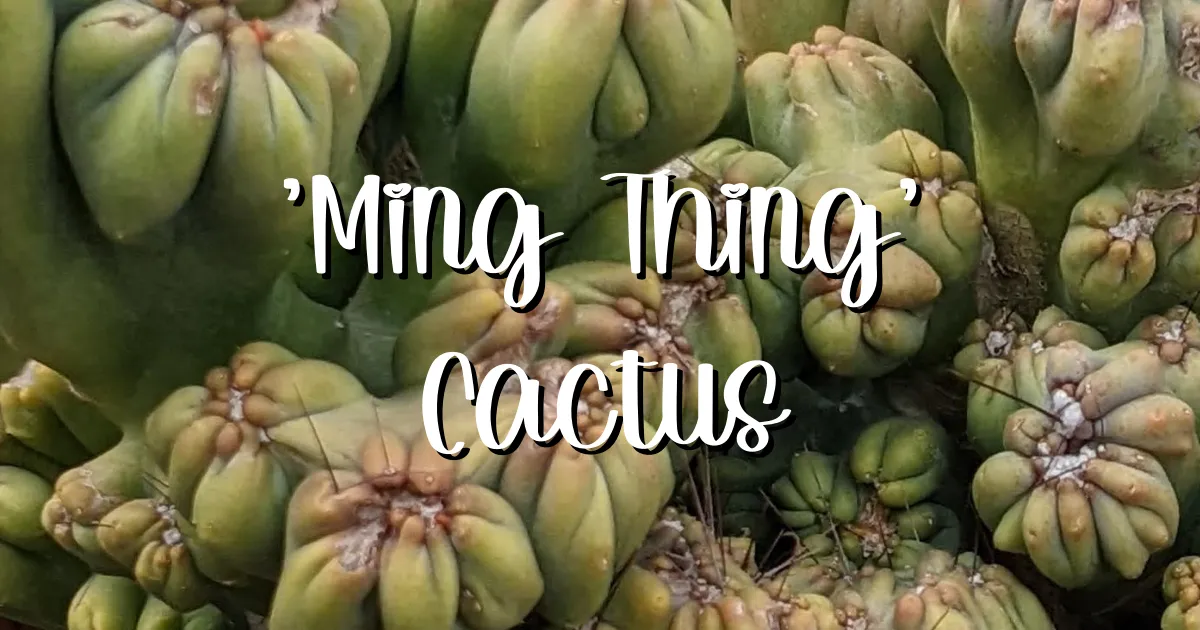 Care tips ming thing cactus succulent