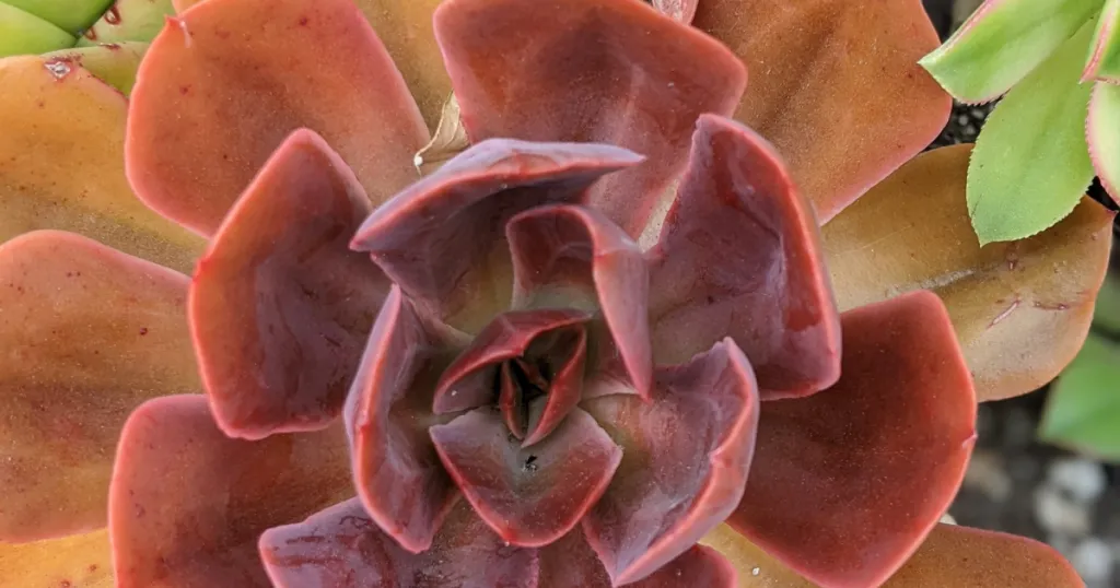 Caring for succulents while on vacation away zones,specific temperatures,plant hardiness
