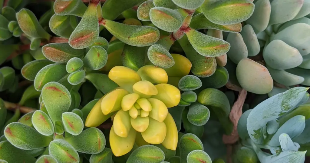 Caring for succulents while on vacation capillary mats