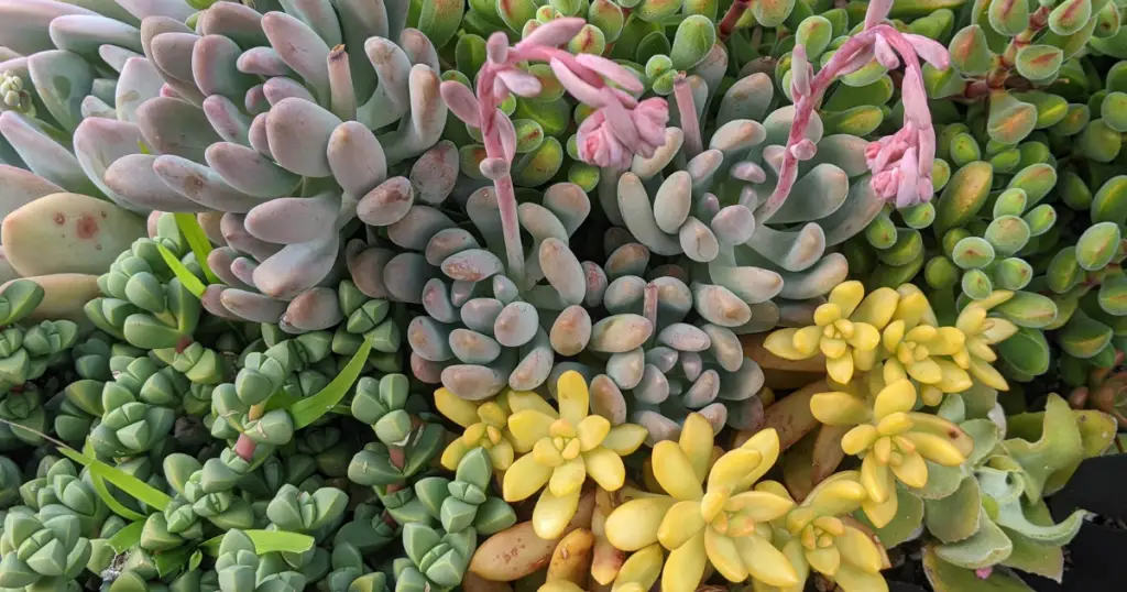 Caring for succulents while on vacation grow lights