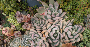 Caring for succulents while on vacation light
