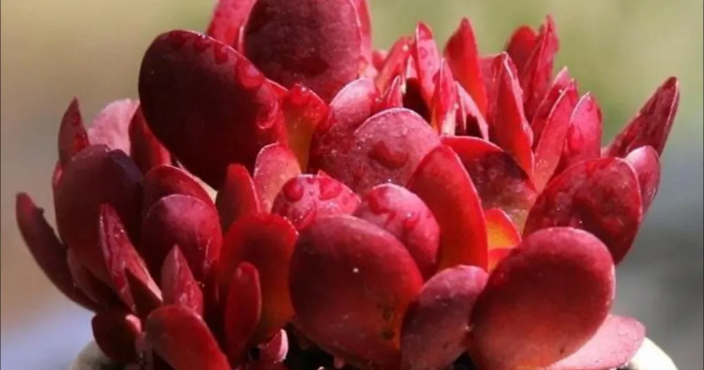 Crassula radicans platyphylla burgundy malibusucculents red succulent