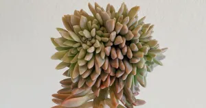 Crested ghost plant succulent