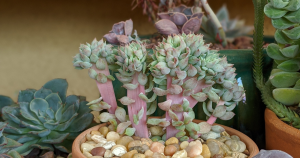 Crested succulent types