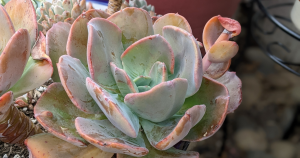 Dont over water caring for succulents while on vacation