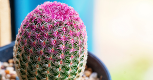 Echinocereus rigidissimus rainbow hedgehog cactus maintenance