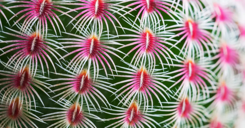 Echinocereus rigidissimus rainbow hedgehog cactus watering rainbow hedgehog cactus